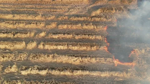 Aerial view of stubble burning or crop burning . Burning dry grass after harvest Vídeos de archivo 143439971