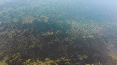Aerial View of Submerged Algae or Vegetation in Turquoise Waters, Potentially ne Stock Footage 312118006