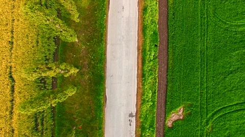 Aerial view of suburban road between colza and wheat fields Stock Footage 63099995
