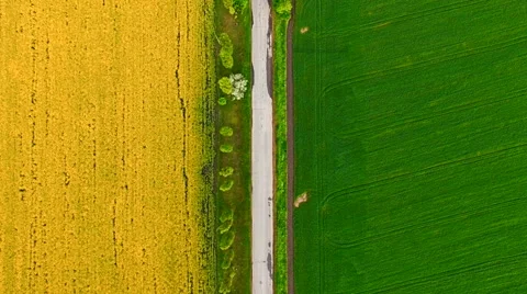 Aerial view of suburban road between colza and wheat fields Stock Footage 63107876