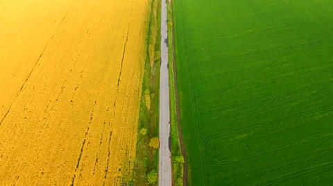 Aerial view of suburban road between colza and wheat fields Stock Footage 63108764