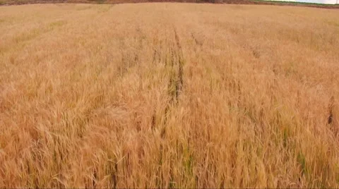 Aerial view of such fields Video stock 68523586