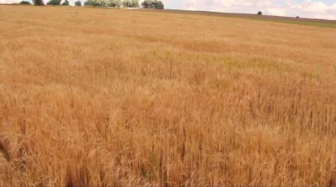 Aerial view of such fields Video stock 68523653