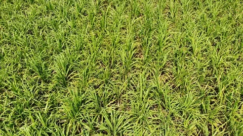 Aerial view sugarcane field Stock Footage 117564642