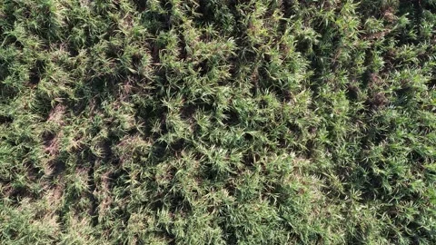 Aerial view of a sugarcane field Stock Footage 166771635