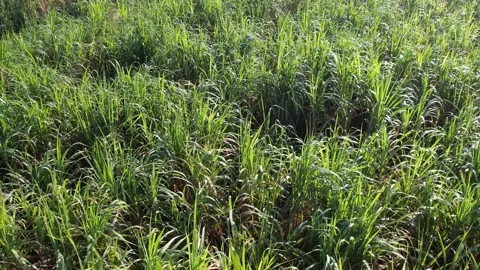 Aerial view of a sugarcane field Stock Footage 167546654