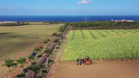 Aerial view of sugarcane fields and palms, Mauritius. Stock Footage 317607167