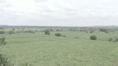 Aerial view of a sugarcane fields in Maharashtra, India 스톡 동영상 159137105