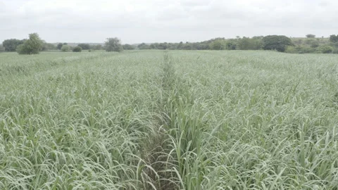 Aerial view of sugarcane fields in Maharashtra India Stock Footage 159202693