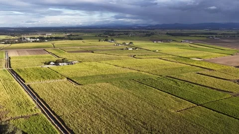 Aerial view of sugarcane fields in Woongoolba, Australia. Stock Footage 345421648