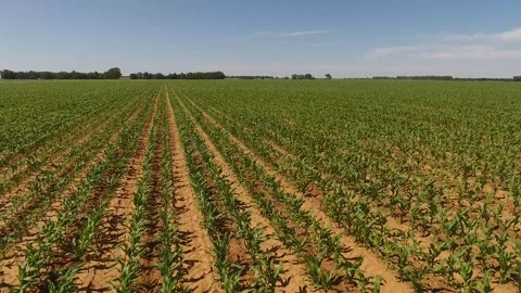 Aerial View of Summer Corn Field on a Sunny Day Stock Footage 243569654