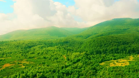 Aerial view on summer forest Stock Footage 142706019