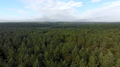 Aerial view of summer forest forward movement Video stock 109512750