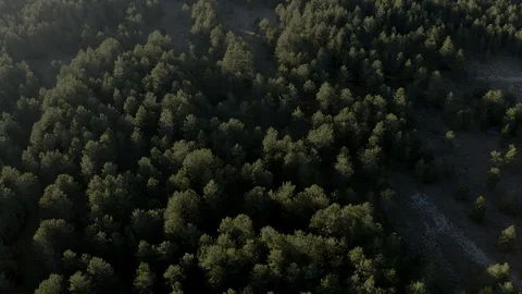 Aerial view of summer forest at sunset. Fir tree tops. Montenegro landscape Video stock 127217973