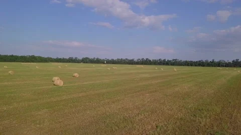 Aerial view of summer green fields with haystacks. Shot. Rural landscape with Stock Footage 141925892