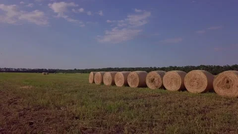 Aerial view of summer green fields with haystacks. Shot. Rural landscape with Stock Footage 141927149