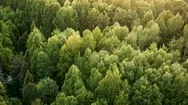 Aerial View Of Summer Pine Mixed Forest In The Nature Park Stock Footage