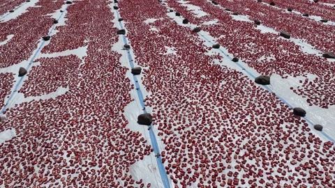 Aerial view of sun-dried tomatoes in Siverek Sanliurfa Turkey Video stock 305531995