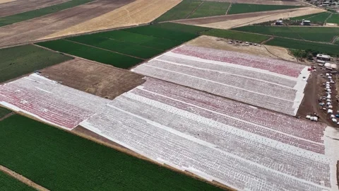 Aerial view of sun-dried tomatoes in Siverek Sanliurfa Turkey Video stock 305532003