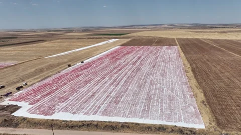 Aerial view of sun-dried tomatoes in Siverek Sanliurfa Turkey 스톡 동영상 305532198