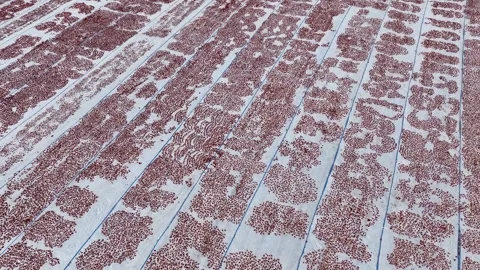 Aerial view of sun-dried tomatoes in Siverek Sanliurfa Turkey 스톡 동영상 305532354