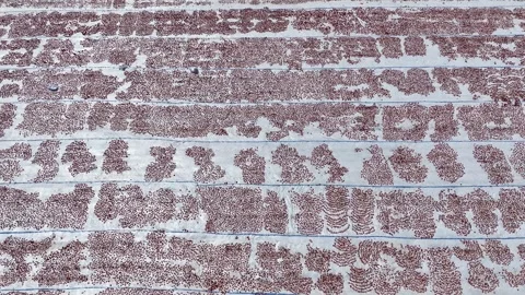 Aerial view of sun-dried tomatoes in Siverek Sanliurfa Turkey Video stock 305532650