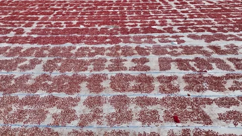 Aerial view of sun-dried tomatoes in Siverek Sanliurfa Turkey Video stock 305532812