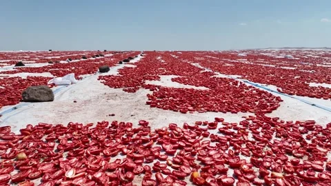 Aerial view of sun-dried tomatoes in Siverek Sanliurfa Turkey 스톡 동영상 305532924