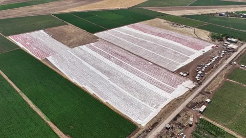 Aerial view of sun-dried tomatoes in Siverek Sanliurfa Turkey Stock-Footage 305533002