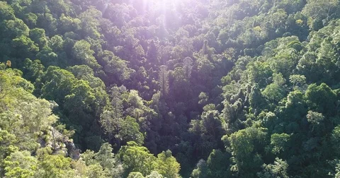 Aerial view with sun flaring rising above trees Stock Footage 79776160