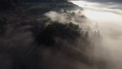 Aerial view of sun rays shining through trees in light morning fog over forested Vidéo 317680079