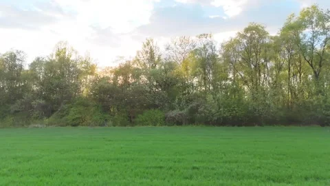 Aerial view of sun setting behind trees in a lush green field, showcasing the Видео 341468800