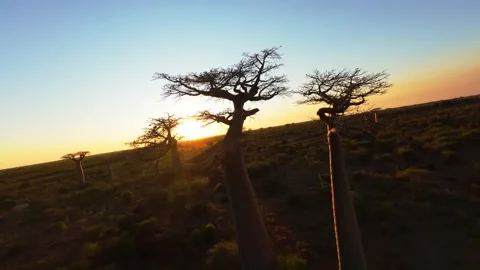 Aerial view of the the sun setting over the unique landscape of the Avenue of Stock Footage 308419235