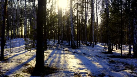 Aerial view of the sun through the trees in the winter forest. Video stock 107677282