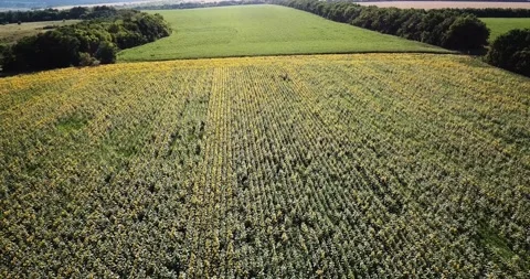 Aerial view of sunflower field. Copter view Stock Footage 137130053
