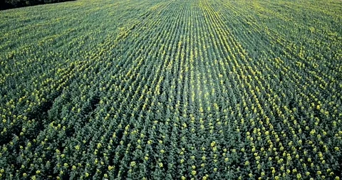 Aerial view of sunflower field. Copter view Stock Footage