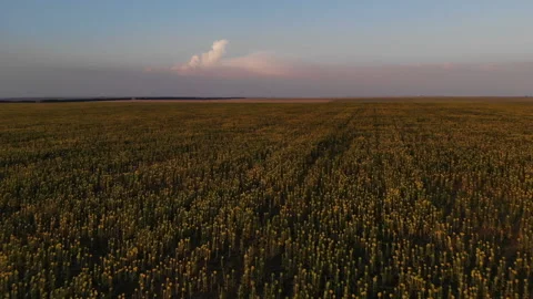 Aerial View Of Sunflower Field Stock Footage 95677397