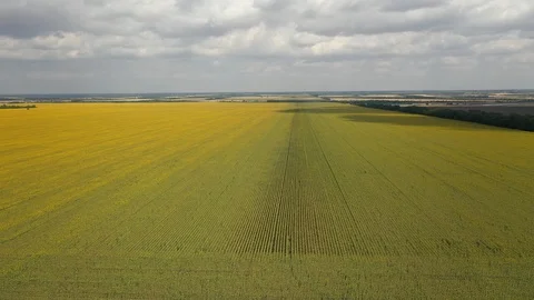 Aerial view of the sunflower field sunny day. Flight over the sunflower field Stock Footage 129792353