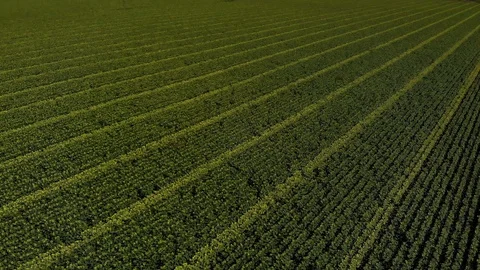 Aerial View of Sunflower Fields 動画素材 106428381