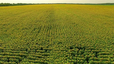 Aerial view of Sunflowers field Stock-Footage 100410532