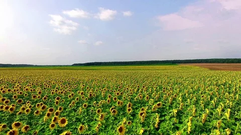 Aerial view of Sunflowers field Vidéo 103170796