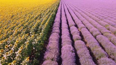 Aerial view of sunflowers with lavender fields at sunset Stock Footage 200722666