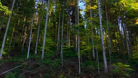 Aerial view Sunlight filtering through lush green forest canopy Stock Footage 331246736