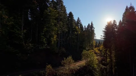 Aerial view Sunlight filtering through lush green forest canopy Stock Footage 331247103