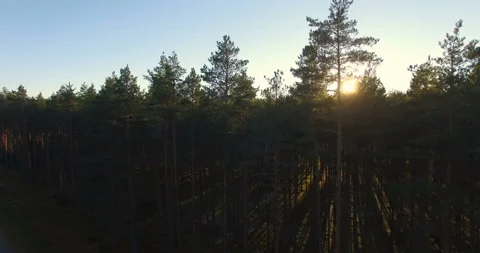 Aerial view of sunlight over trees in a pine forest at sunset. Video stock 88179679