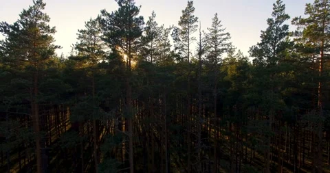 Aerial view of sunlight over trees in a pine forest at sunset. 2 parts in 1 Stock-Footage 88179768