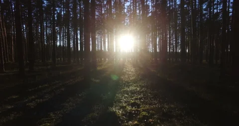 Aerial view of sunlight through the trees in pine forest at sunset Video stock 88179622