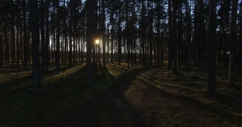 Aerial view of sunlight through the trees in pine forest at sunset Stock Footage 88179689