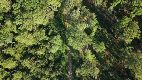 Aerial View of Sunlit Forest Footpath on a Hot Summer Day Stock Footage 337833256