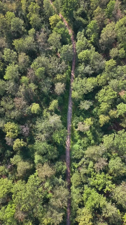 Aerial View of Sunlit Forest Footpath on a Hot Summer Day Stock Footage 337835593